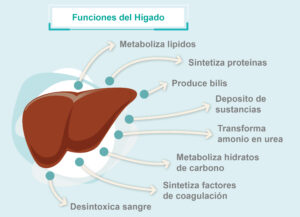 La función del hígado